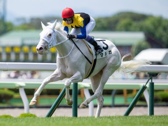 マルタ騎士騎馬像　新品　未開封 函館5R新馬戦結果】ソダシの妹、白毛のマルガが武豊騎手との