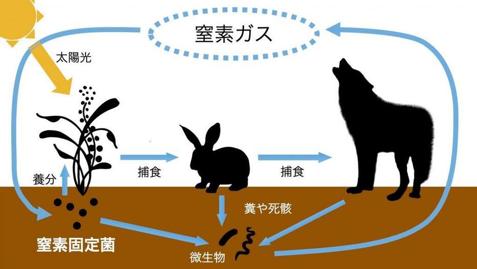 [図2]窒素ガスを食べ物に変換できる「窒素固定菌」