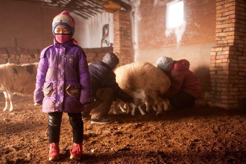 幼稚園の冬休みに田舎に戻り、両親の手伝いをする女の子。産まれたばかりの仔羊を間違わずに母羊の所に連れていき、乳を飲ませる＝シリンゴル盟・スニド・バロン・ホショー（2013年1月撮影）