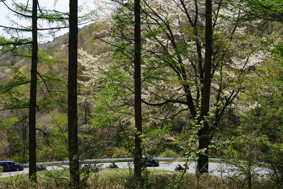 [写真]GWに新緑と桜が同時に見られるのも、この地域ならでは