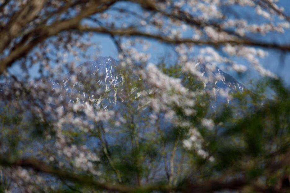 [写真]八ヶ岳を望む白樺高原には、数多くの山桜が自生する