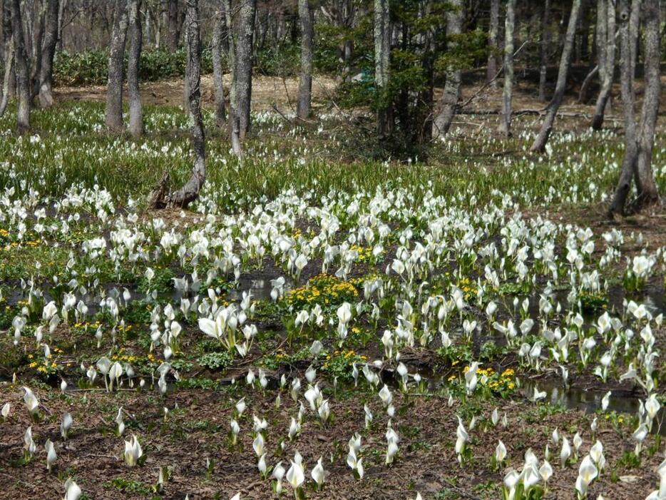 [写真]一面に広がるミズバショウ。4月29日撮影（戸隠の民宿白樺荘）