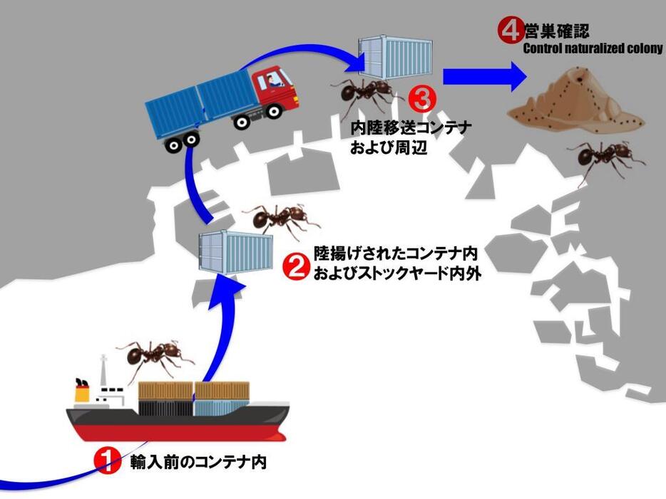 我が国におけるヒアリの防除ポイント。1.中国の港を出る前のコンテナ内にベイト剤を設置して、海上輸送中になかのヒアリを防除する、2.3.陸揚げされたコンテナ内で発見されたヒアリを速効性殺虫剤で駆除する、4.野生化した巣を発見次第防除する。現時点では2.3.までの防除が実施されてきた