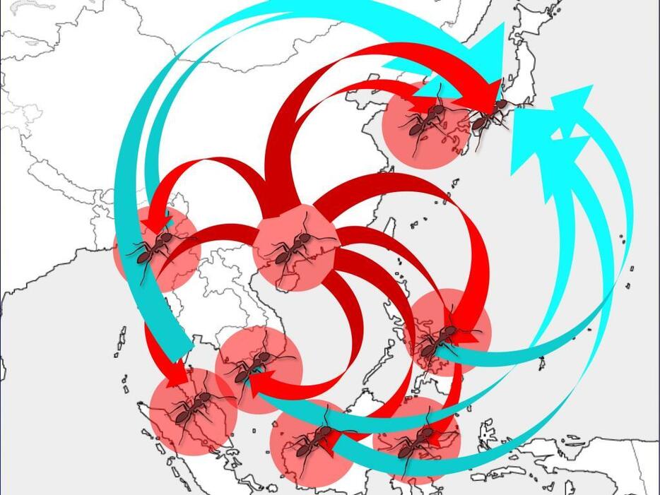 ヒアリはアジア地域において広州市の港から日本のみならず各国に貿易を通じて拡散していると考えられ、ますます侵入・定着地域は拡大すると考えられる。そうなれば日本へのヒアリの輸入ルートはさらに多様化して、侵入の頻度も高くなる恐れがある