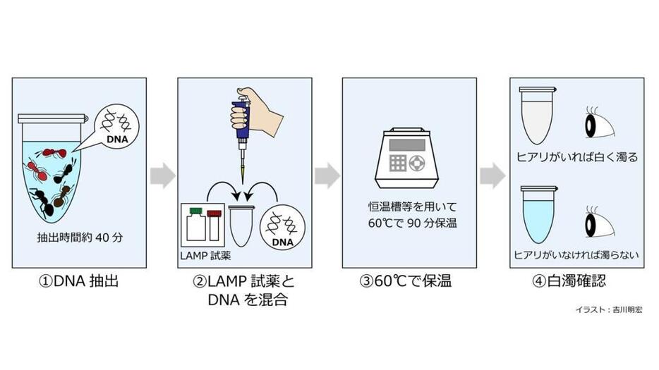 AMP法によるヒアリ簡易検出法の概略図