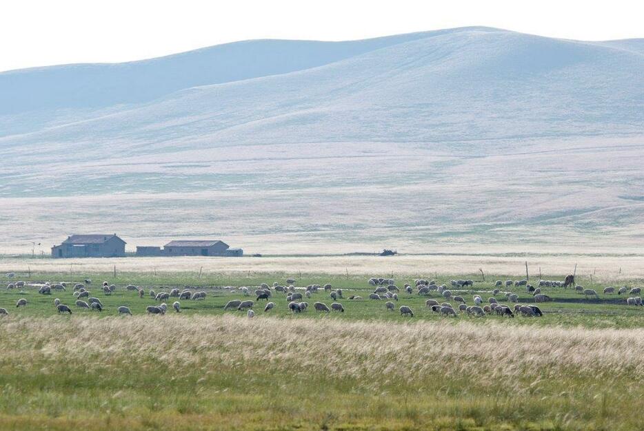 定住した家の近くに設けられた鉄条網内の牧草地で草を食（は）む羊の群れ。家畜を放牧できる牧草地はますます減少している＝シリンゴル盟・バロンウジュムチン・ホショー（2012年8月撮影）