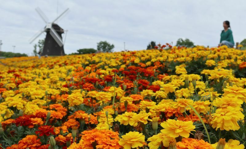 [写真]風車の丘で咲き誇るマリーゴールド=29日午後2時すぎ、大阪市鶴見区で（撮影：柳曽文隆）