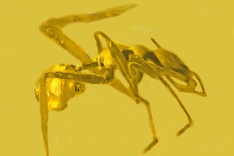 樹脂に閉じ込められたアリに似たクモの化石（GEORGE POINAR JR.）