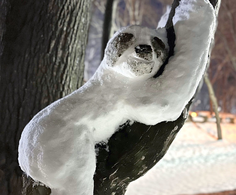 雪のナマケモノ＝札幌市の円山公園（田中宏美さん提供）