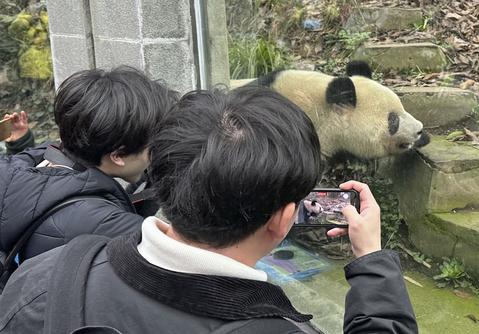 中国ジャイアントパンダ保護研究センターの雅安碧峰峡基地で、シャンシャンの写真を撮る日中の若者交流ツアー参加者＝10日、中国四川省（共同）