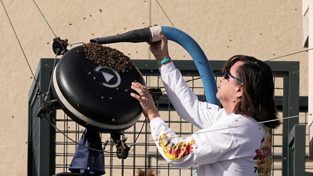 BNPパリバ・オープンでハチが襲来、養蜂家が素手で駆除する(写真：AP/アフロ)