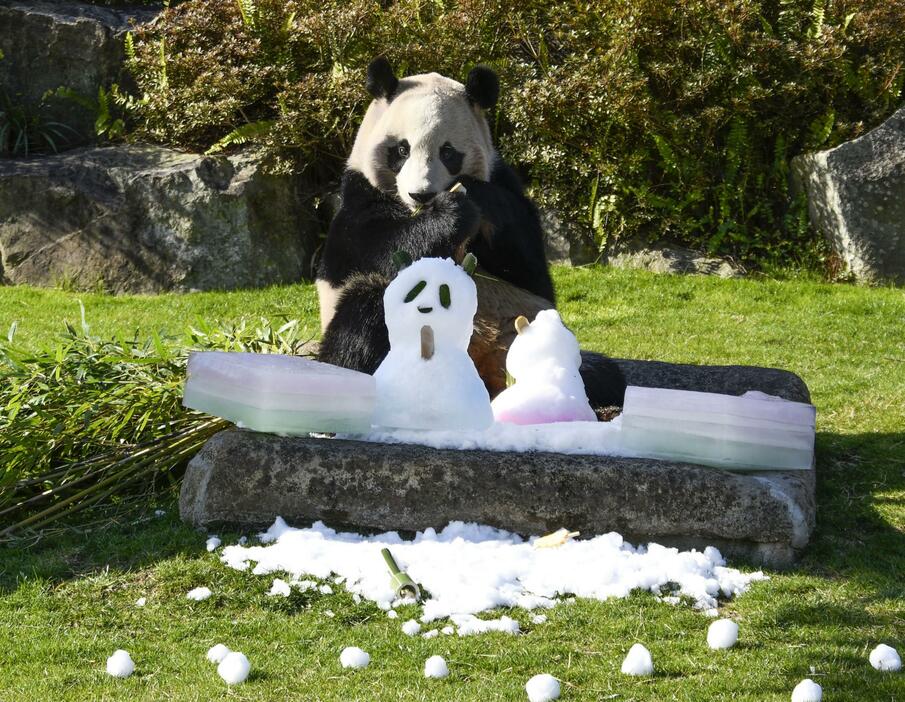 ひし餅形の氷などをプレゼントされたジャイアントパンダ「楓浜」＝3日午前、和歌山県白浜町のアドベンチャーワールド