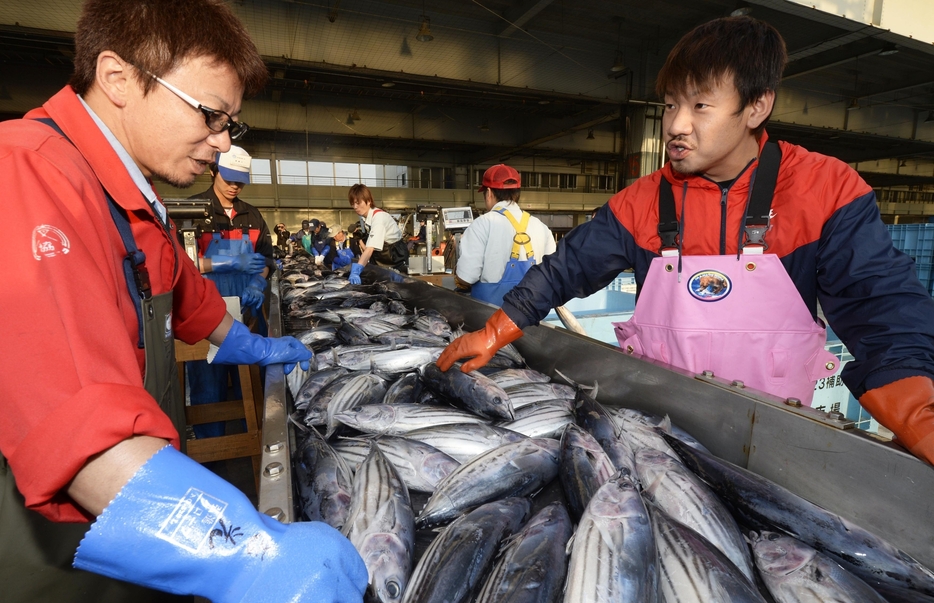 水揚げされたカツオを仕分ける漁業関係者＝2014年6月、宮城県気仙沼市