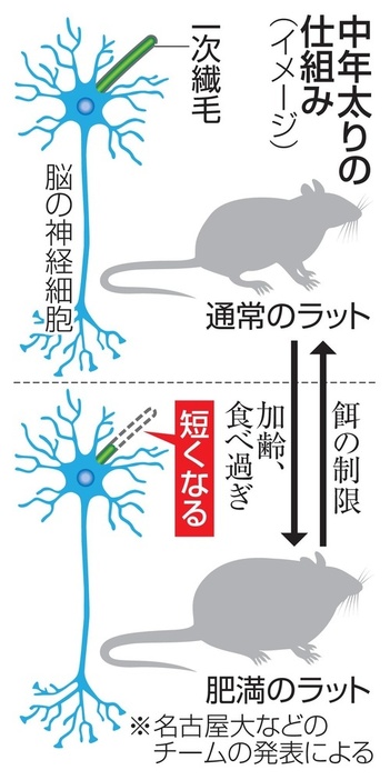 中年太りの仕組み（イメージ）