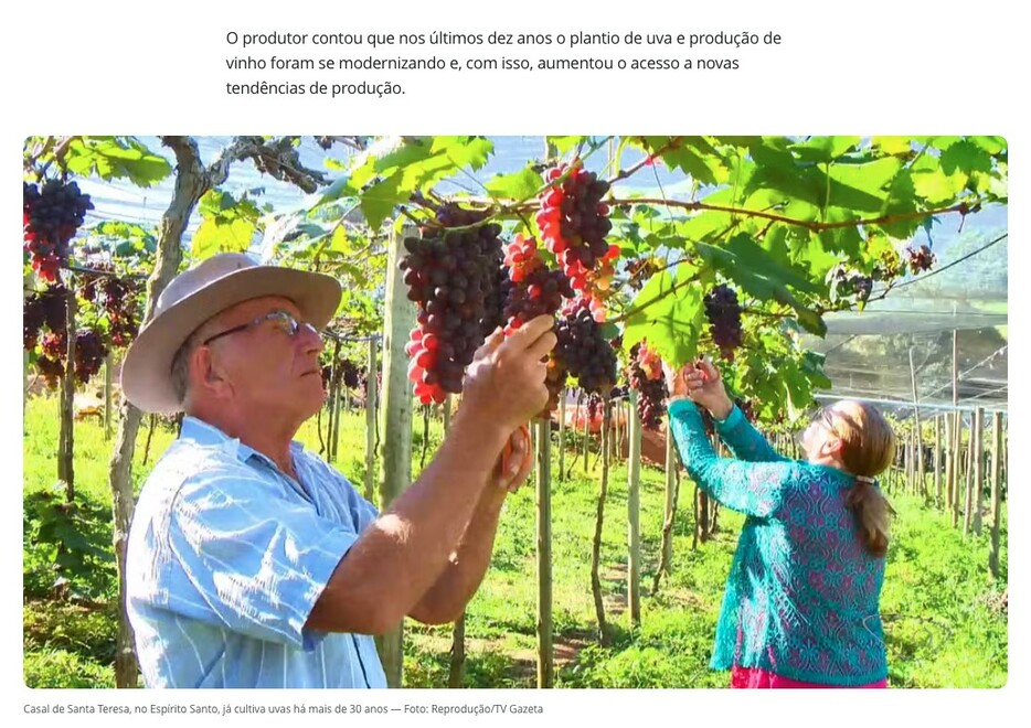 サンタテレーザ市は州のブドウ生産において際立っている（3日付G1サイトの記事の一部）