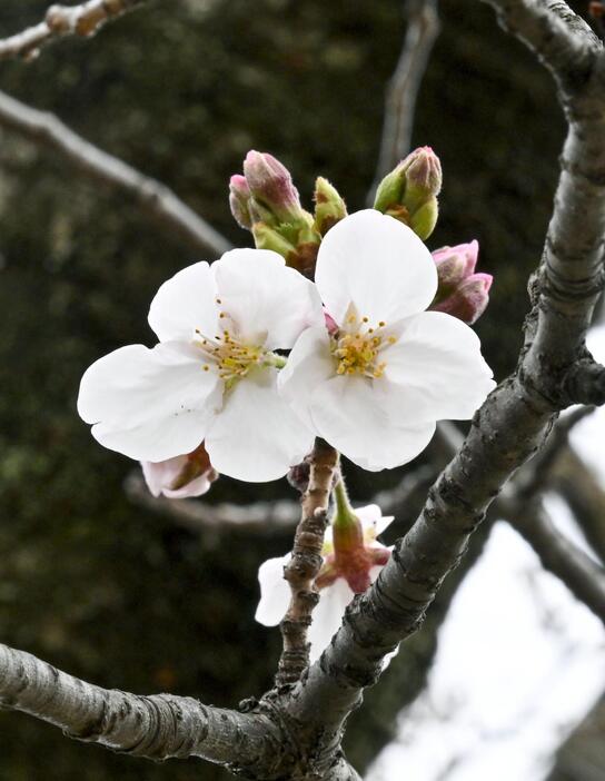 大阪城公園で開花した標本木のソメイヨシノ＝30日午後、大阪市