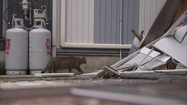 佐藤梨那アナが被災地取材に行った時に見かけた猫（1月15日 石川・輪島市）