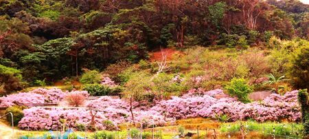 マリー山の斜面に群生して開花しているフブキバナ＝２月下旬、今帰仁村湧川区