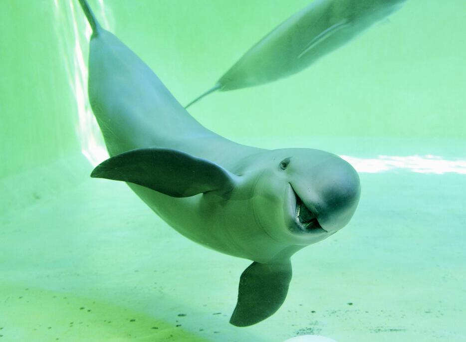 死んだ国内最高齢のスナメリ「勇気」（鳥羽水族館提供）