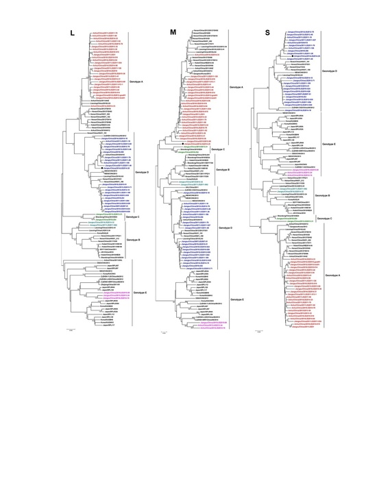 SFTSウイルスDNAの分子系統樹 。ウイルスが大陸と日本列島の間を移動していることが示唆される。（Li et al. (2017) Scientific Reports. DOI:10.1038/s41598-017-06853-1より抜粋）