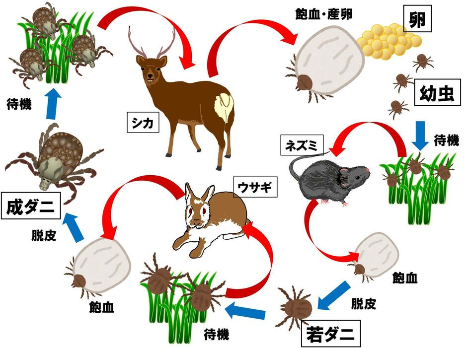 マダニの生活史