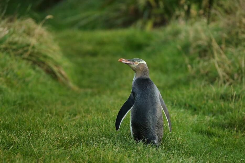 夕暮れ時、巣に戻るイエローアイド・ペンギン（撮影：倉谷清文）