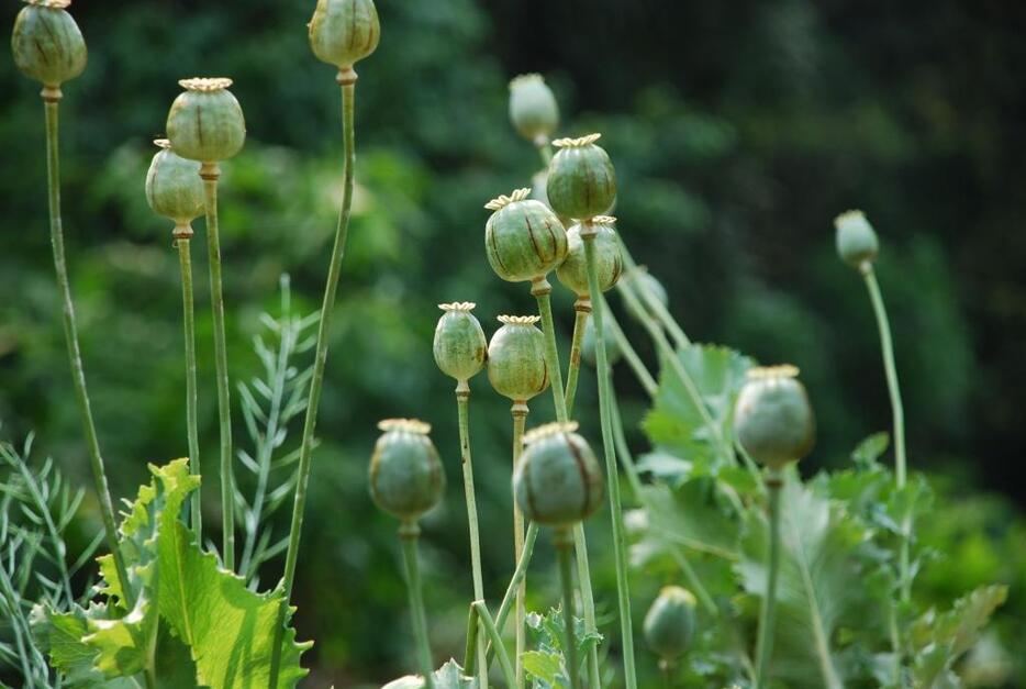 アヘンが取れるケシの花（写真：アフロ）