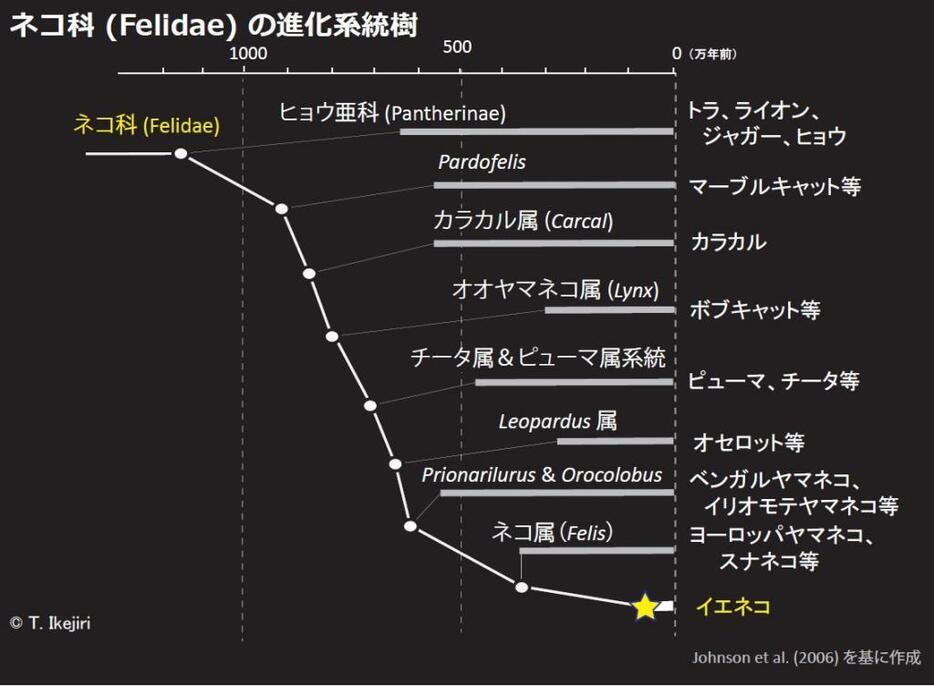 1080万年に渡るネコ科の進化系統樹(図： T. Ikejiri)