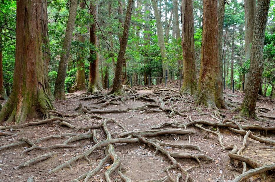 天狗と出会えるかもしれない鞍馬山（写真：アフロ）