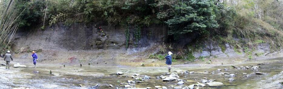 [写真]千葉県市原市の養老川岸の地層「千葉セクション」で見つかった白尾火山灰（写真提供：国立極地研究所）