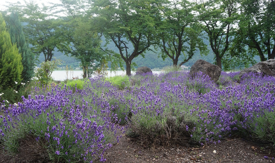 IZANAGIさんのシンセ演奏が流れる河口湖畔の公園。ハーブが植栽されているが、今年の開花は一部にとどまっている