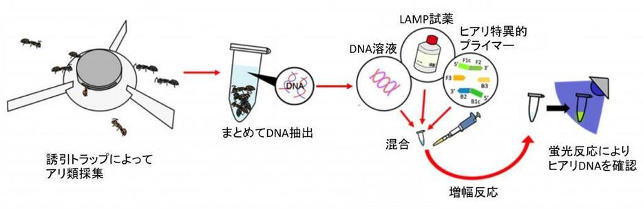 LAMP法によるヒアリ検出技術。複雑な機器がなくても現場で、短時間（数時間以内）でヒアリを検出できる