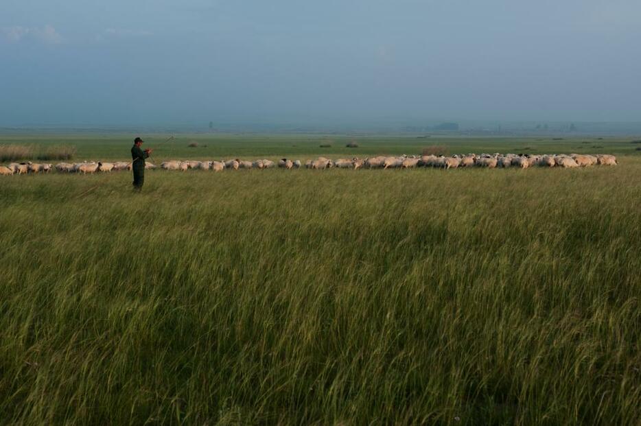 のどかな草原にのんびり羊番をする羊飼い＝シリンホト市・バヤンシリ牧場（2011年8月撮影）