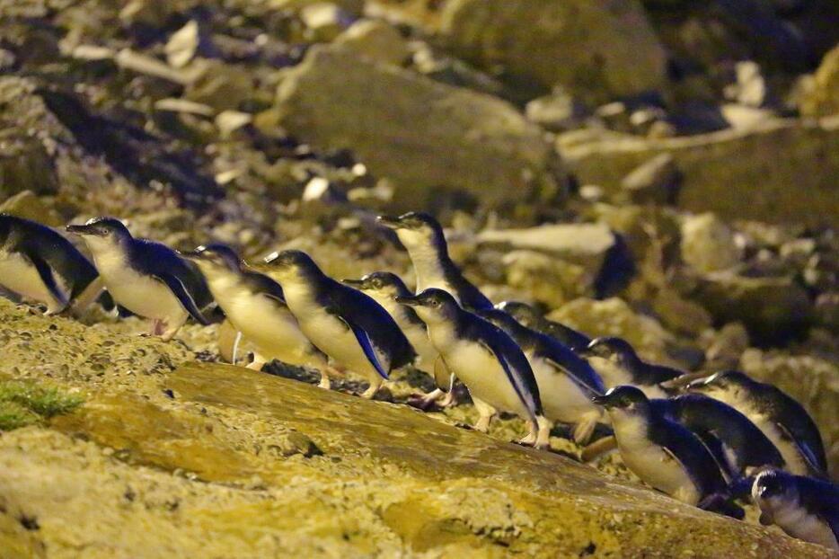 日没後、海から戻ってきたリトル・ブルー・ペンギン(撮影：倉谷清文）