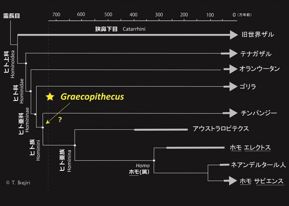 Image 1:人類の進化系統樹とGraecopithecusの位置。地質年代と系統関係はさまざまなソースをもとにした。(図： T. Ikejiri)