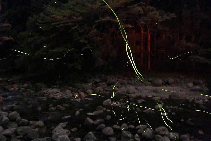 [写真]室生川の上を舞うホタル=奈良県宇陀市で（撮影：柳曽文隆、40秒露光）