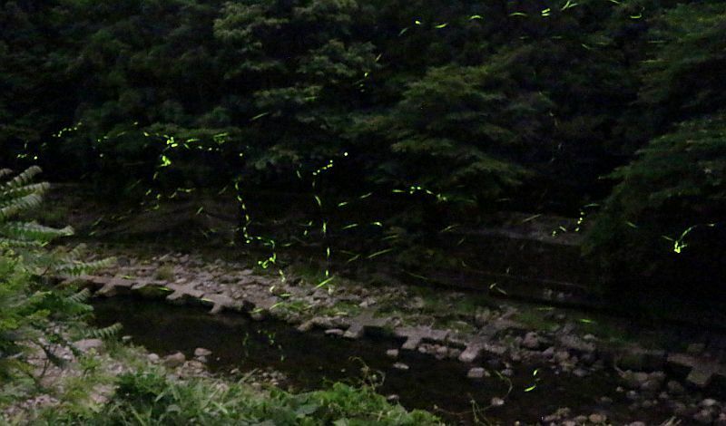 [写真]龍穴神社から少し歩いた地点の川の上でホタルの乱舞がみられた=20日午後8時半ごろ、奈良県宇陀市で（撮影：柳曽文隆、40秒露光）