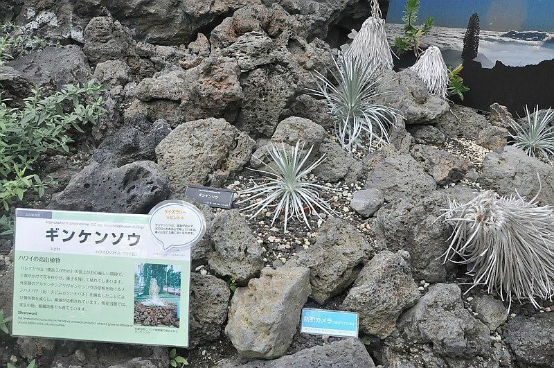 [写真]高山植物室で展示されているギンケンソウ