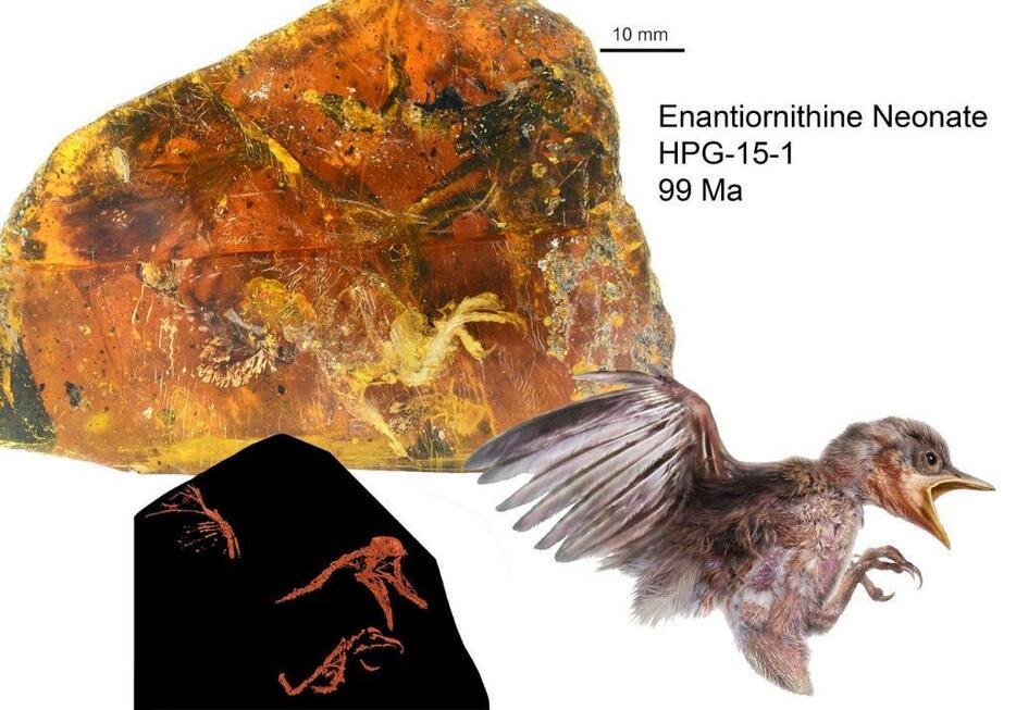 ミャンマー北部にて発見された、白亜紀前期（約1億年前）の琥珀に閉じ込められたヒナ鳥の化石。（写真提供：Lida Xing等；2017年6月）