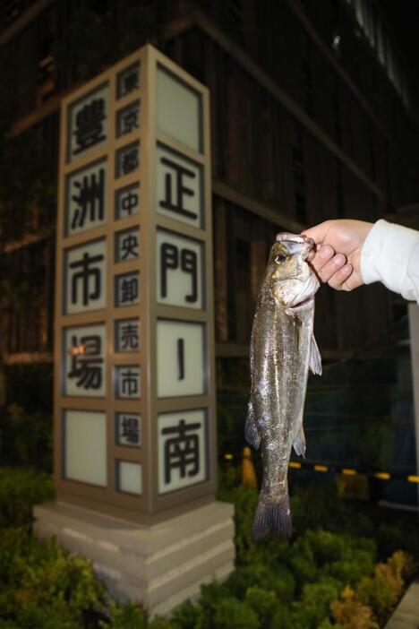 [写真]豊洲市場前で釣り上げたセイゴ（スズキ）