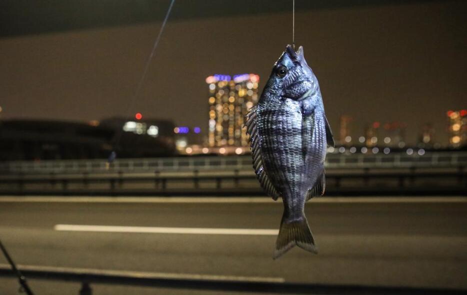 [写真]釣り上げたチヌ（クロダイ）。背景に輝くのは豊洲のタワーマンション群