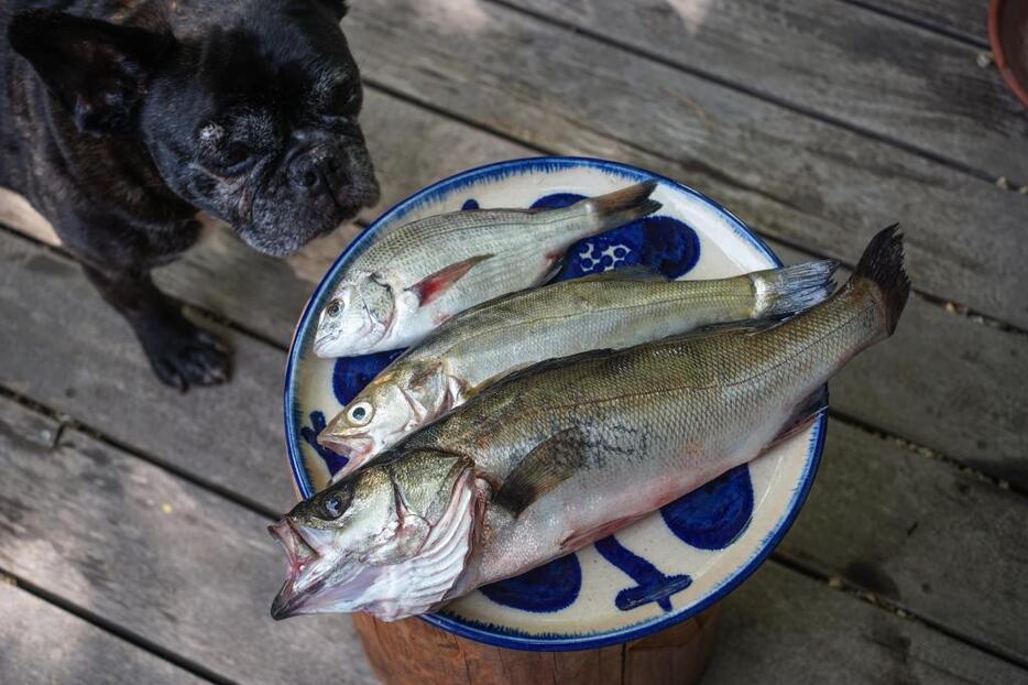 [写真]清涼な空気に囲まれた信州の自宅に持ち帰った豊洲の魚たち＝長野県御代田町