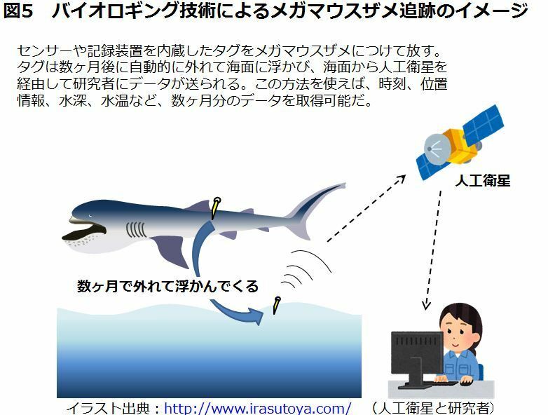 [図5]バイオロギング技術によるメガマウスザメ追跡のイメージ。センサーや記録装置を内蔵したタグをつけて放すと、タグは数か月後に自動的に外れて海面に浮かび、 海面から人工衛星を経由して研究者にデータが送られる。この方法を使えば、時刻、位置情報、水深、水温など数ヶ月分のデータを取得可能だ