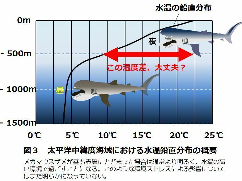 [図3]太平洋中緯度海域における水温鉛直分布の概要。メガマウスザメが昼も表層にとどまった場合は通常より明るく、水温の高い環境で過ごすことになる。このような環境ストレスによる影響についてはまだ明らかになっていない