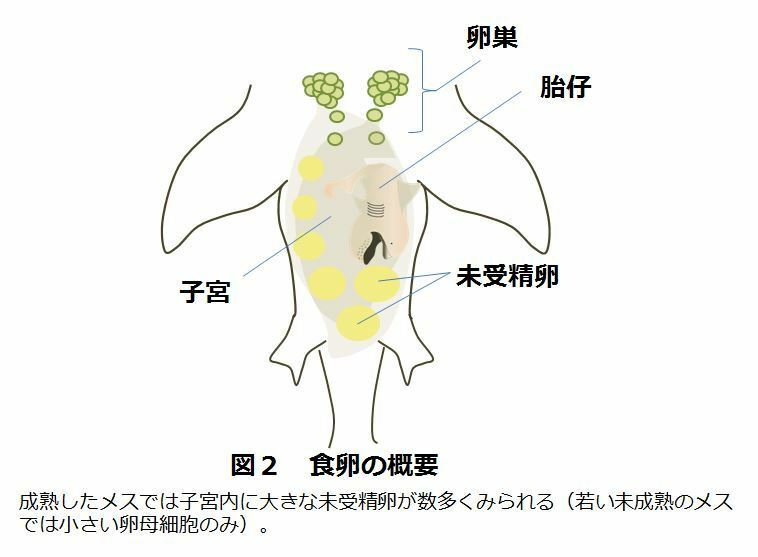 [図2]食卵の概要。成熟したメスでは子宮内に大きな未受精卵が数多くみられる（若い未成熟のメスでは卵のもとになる小さな卵母細胞のみ）