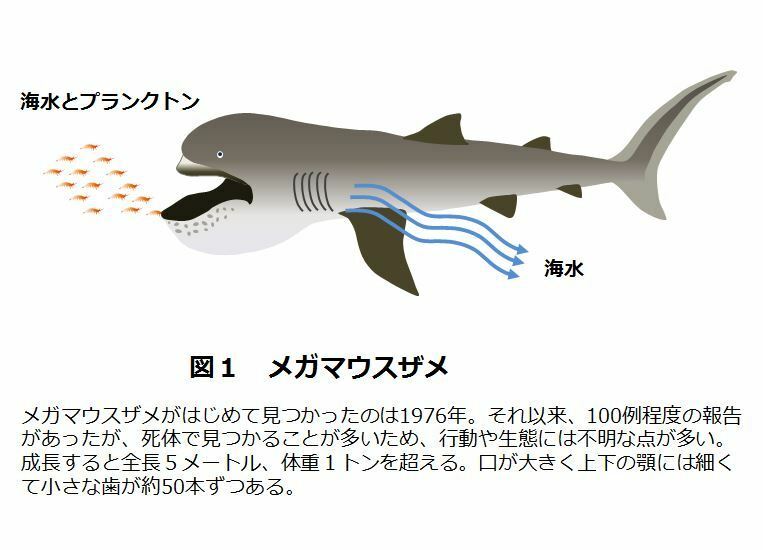 [図1]プランクトンを食べるメガマウスザメ（想像図）。メガマウスザメが初めて見つかったのは1976年。それ以来100例程度の報告があったが、死体で見つかることが多いため、行動や生態には不明な点が多い。成長すると全長5メートル、体重1トンを超える。口が大きく上下の顎には細くて小さな歯が約50本ずつある