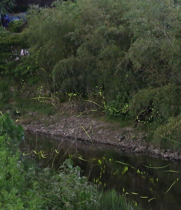 [写真]静かに流れる川の上を舞うホタル。後方に写る民家の住民もこの時期を楽しみにしているそうだ＝8日午後9時ごろ、大阪府河内長野市で（30秒露光）