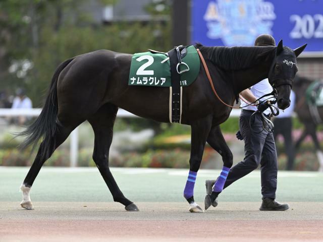 スプリンターズSに出走予定のナムラクレア(撮影：高橋正和)