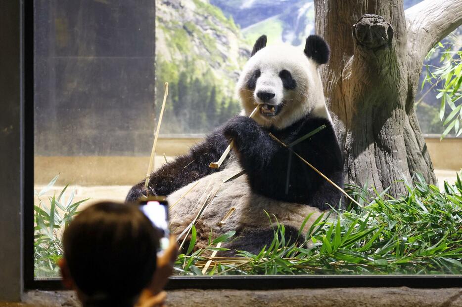 最終観覧日を迎え、多くの来園者の前に姿を見せたジャイアントパンダのシンシン＝28日午前、東京・上野動物園