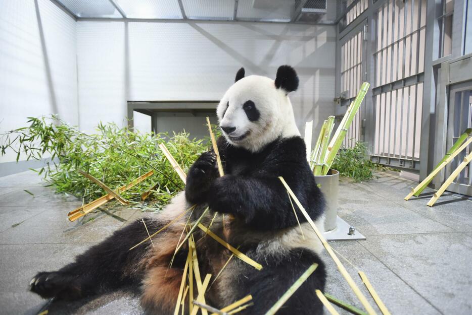 ジャイアントパンダの雌シンシン＝8月、東京・上野動物園（東京動物園協会提供）